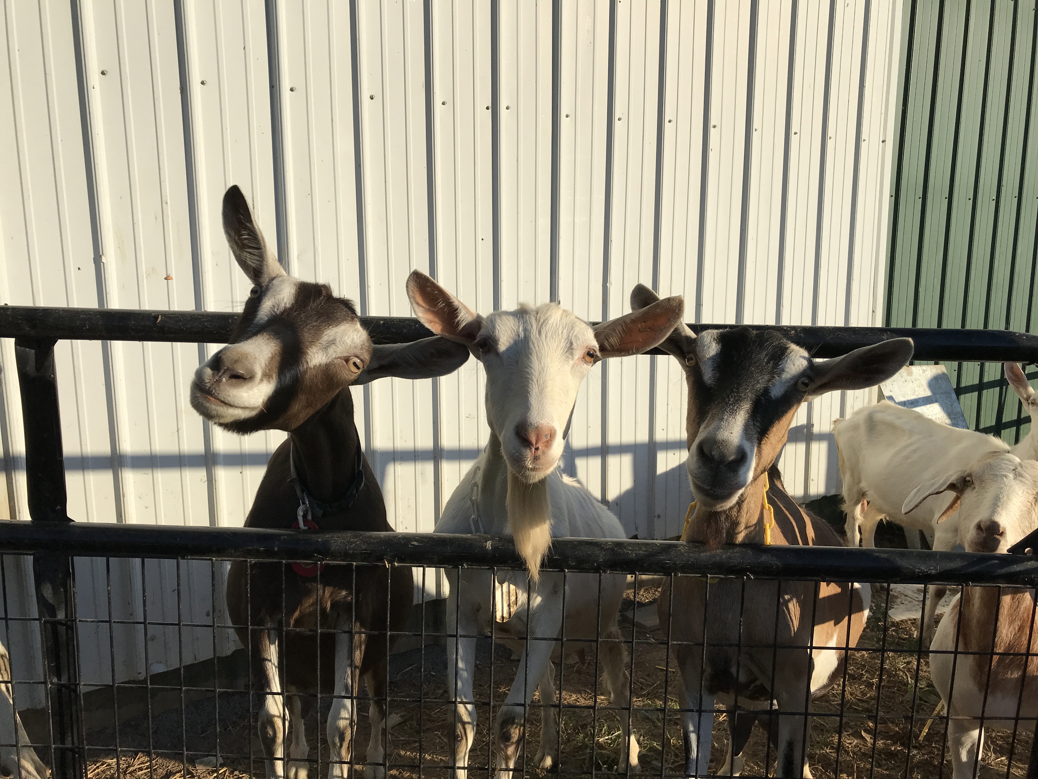 Goats! 
