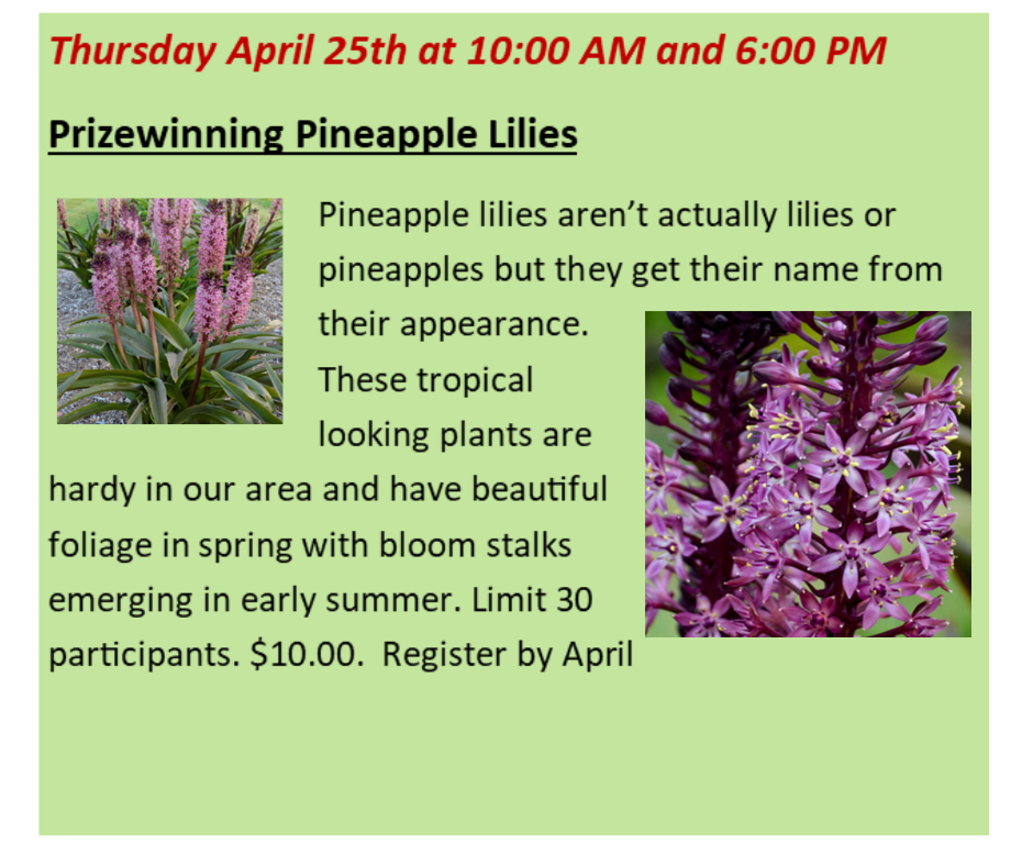 Prizewinning Pineapple Lilies 