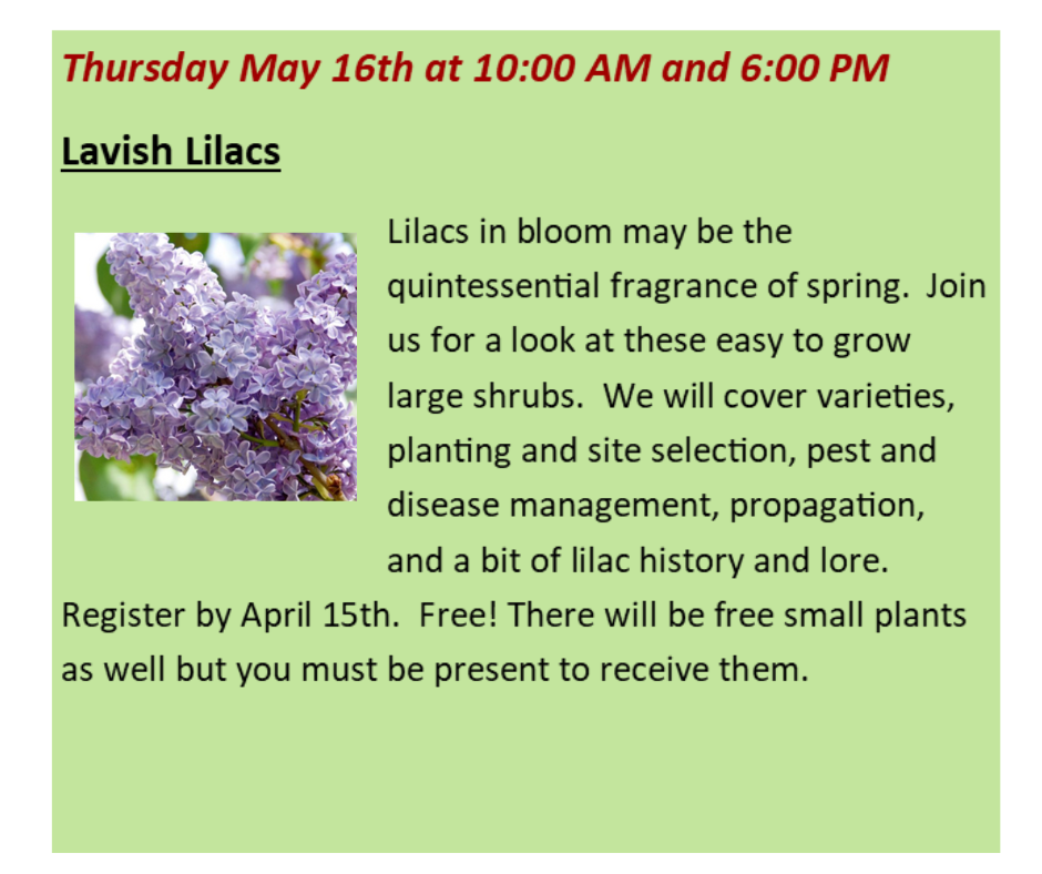 Lavish Lilacs