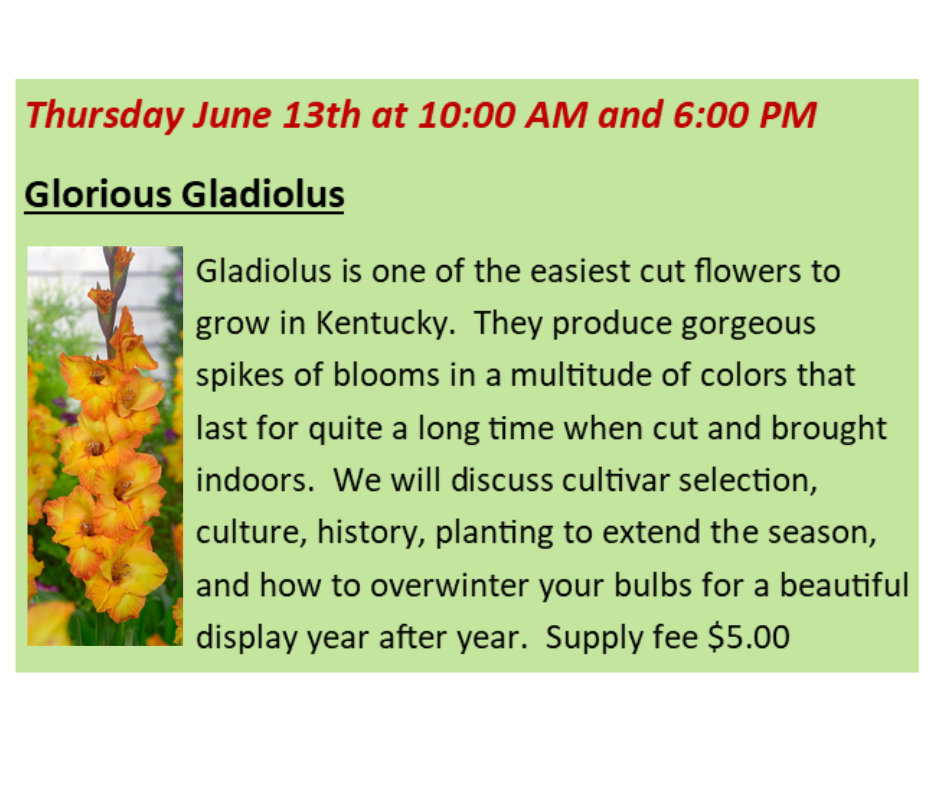 Glorious Gladiolus