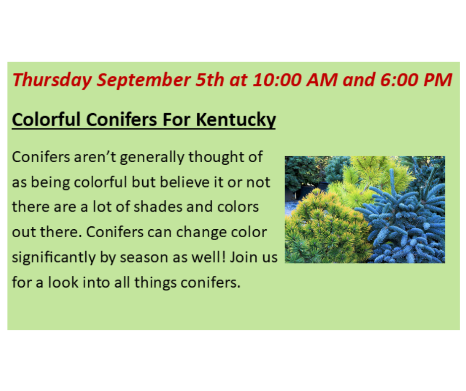 Colorful Conifers For Kentucky 