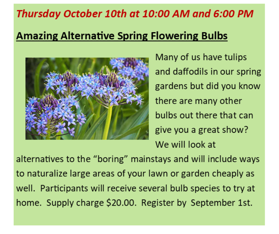 Amazing Alternative Spring Flowering Bulbs