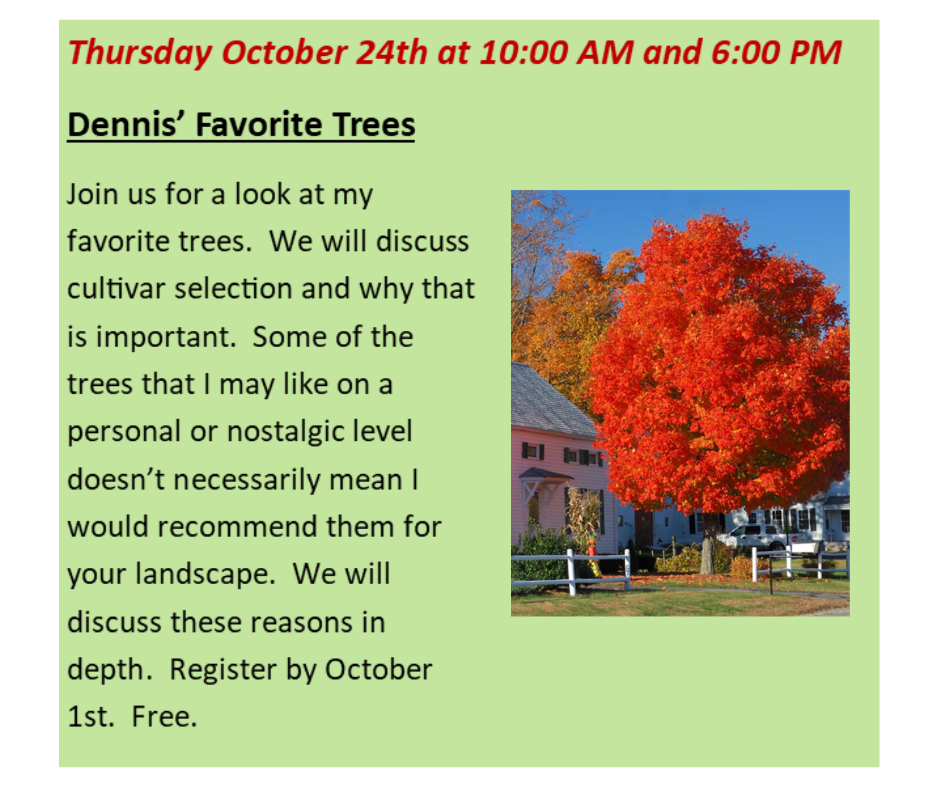 Dennis' Favorite Trees