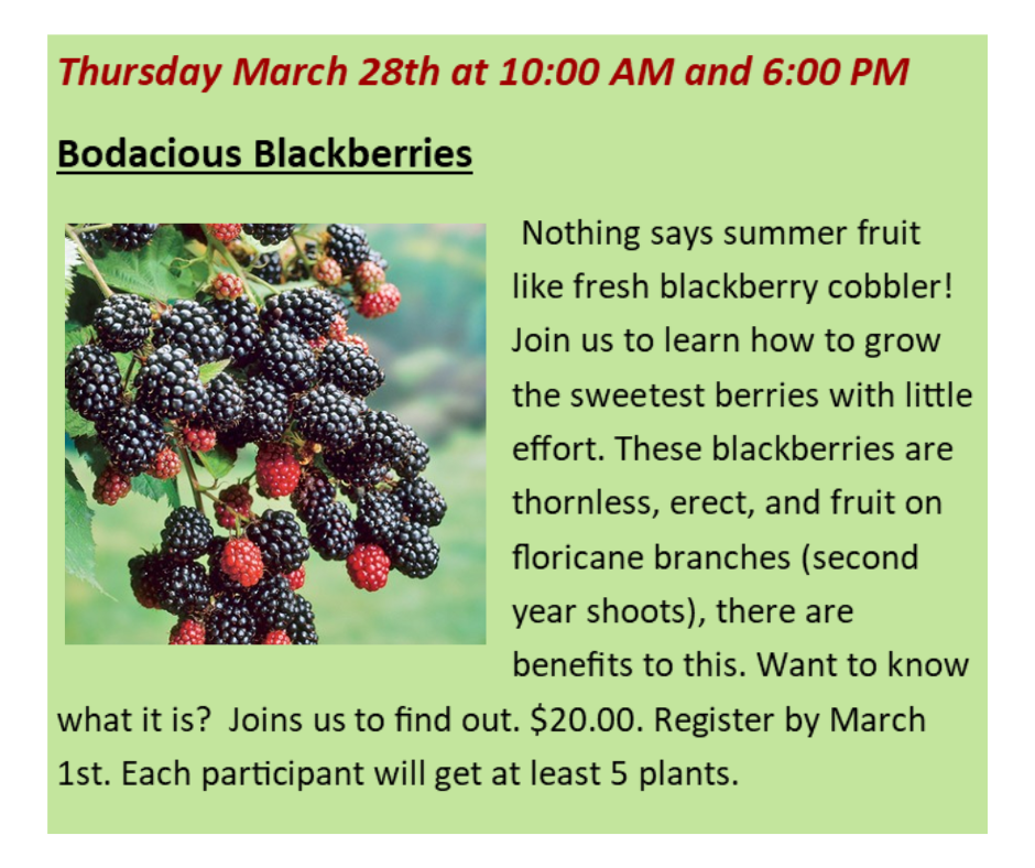 Bodacious Blackberries 