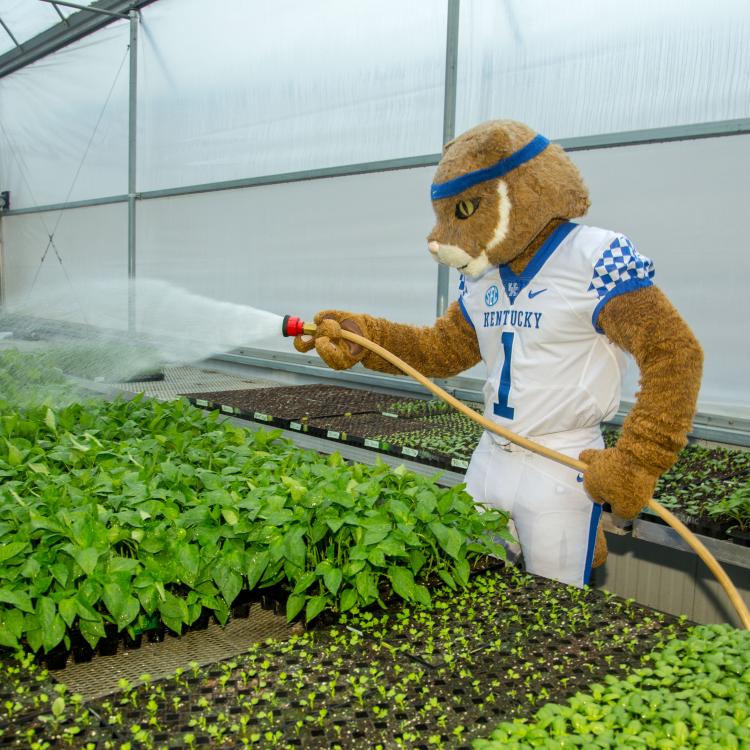  Wildcat watering plants