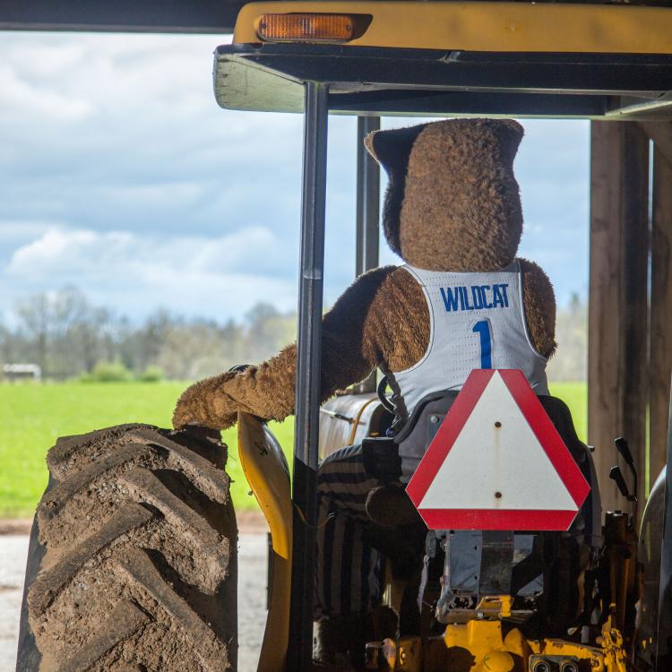  Wildcat on tractor facing away from camera 