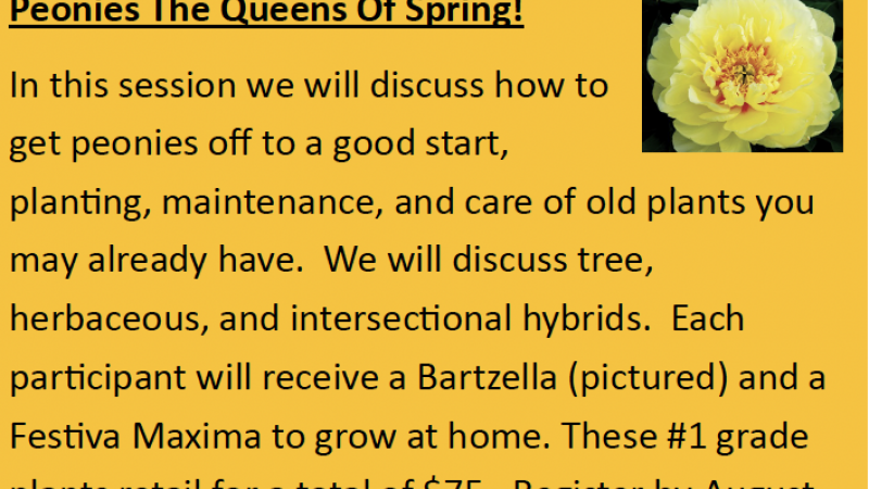 Peonies The Queens Of Spring!